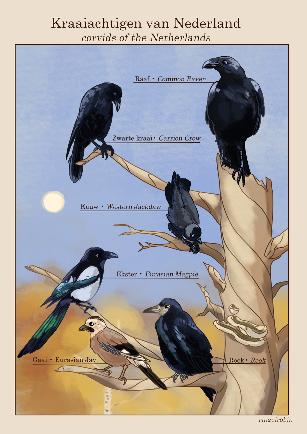 Poster Kraaiachtigen van Nederland
