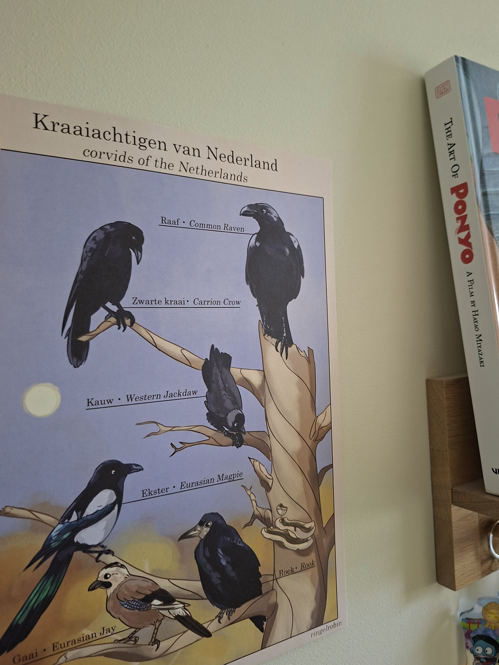 Poster Kraaiachtigen van Nederland